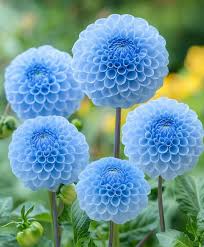 Light Blue Dahlia Flower Seeds for Planting Long Bloom Season Heirloom & GMO Free Seeds for Home Garden
Sale