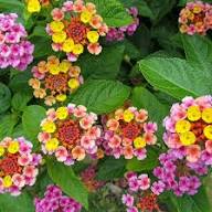 Feston Purple Yellow Rose Flower seeds for Planting - Wildflower Mix, Heirloom & GMO Free Seeds for Home Garden