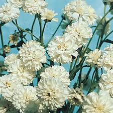 White Ptarmic Flower Planting Seeds for Stunning Blossoms in Your Garden and Landscape