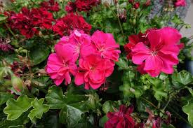 Pink Geranium Flores Perennial Flower Seeds for Planting Seasonal Bloomer Heirloom & GMO Free Seeds for Home Garden
Sale