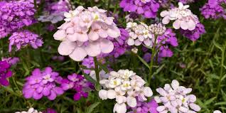 Mixed Candytuft Flower Seeds Collection for Planting