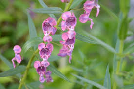Angelonia Salicariifolia Humb Seeds - Evergrowseeds