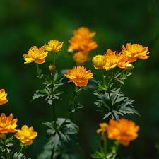 Trollius Flower Seeds Ideal for Planting Heirloom Non-GMO Seeds