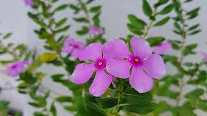 Periwinkle Flower Seeds for Easy Planting