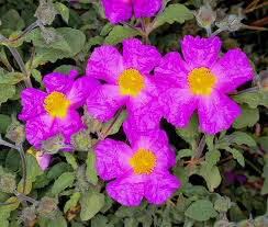 CISTUS Flower seeds for Planting - Vibrant Colors, Heirloom & GMO Free Seeds for Home Garden