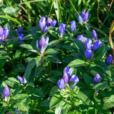 Blue Gentiana Triflora Seeds for Vibrant Planting