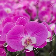 Butterfly Orchids Flower Seeds Violet Planting