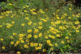Yellow Thymophylla Flower Seeds Planting
