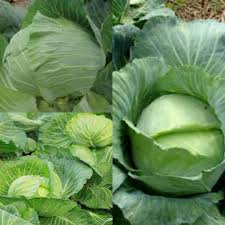 Green Brassica Vegetable Seeds for Planting