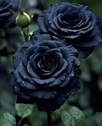 Black Rare Rose Flower Seeds for Planting Cut Flower Favorite Heirloom & GMO Free Seeds for Home Garden
Sale