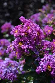 Crape Myrtle Purple Seeds Perennial Tree