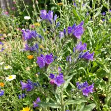 Purple Pattersons Curse Flower Seeds for Easy Planting - Evergrowseeds