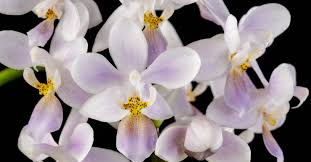 White Violet Phalaenopsis Orchid Seeds for Planting