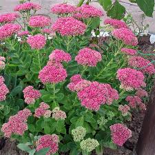 Spectabile Flower seeds for Planting - Low Maintenance, Heirloom & GMO Free Seeds for Home Garden