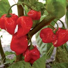 Red Cachucha Vegetable Seeds for Easy Planting