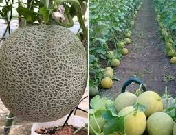Cantaloupe Seeds for Planting: Cream Variety
