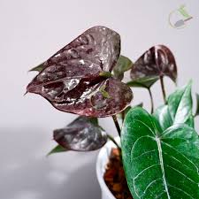 Dark Brown Anthurium Flower Seeds for Planting Low Maintenance Heirloom & GMO Free Seeds for Home Garden
Sale