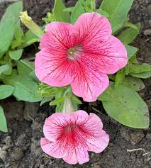 Light Pink Red Petunia Flower Seeds for Planting Heirloom NONGMO Easy Grow Garden Blooms Easy to Grow
Sale