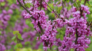 Violet Redbud Tree Seeds for Planting Collection