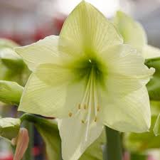 Green Hippeastrum Rutilum Flower seeds for Planting - Easy to Grow, Heirloom & GMO Free Seeds for Home Garden