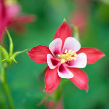 Red Green Aquilegia Flower Seeds for Planting Compact Growth Heirloom & GMO Free Seeds for Home Garden
Sale