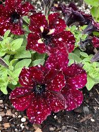 Dotted Burgundy Petunia Seeds for Planting Heirloom NONGMO Flower Seeds Easy to Grow Garden Blooms
Sale