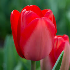 Red Tulip Flower Seeds for Planting Sun Loving Heirloom & GMO Free Seeds for Home Garden
Sale