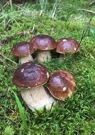 Slippery Jack Mushroom Vegetable Seeds for Planting