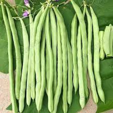 Green Stallard Bean Vegetable Seeds for Easy Planting