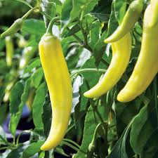 Yellow Pepper Vegetable Seeds for Planting