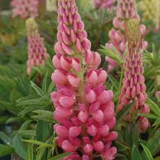Light Pink Lupine Flower Seeds for Planting Fragrant Blossoms Heirloom & GMO Free Seeds for Home Garden Sale