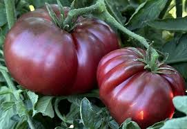 Black Red Tomato Seeds for Planting