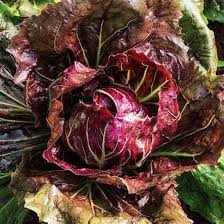 Burgundy Radicchio Planting Seeds - Grow Your Own