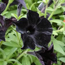 Black Cat Petunia Seeds - Ideal for Planting