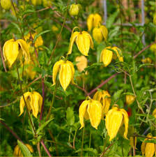 Yellow Tangutica Flower Planting Seeds Collection