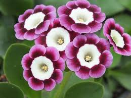 Violet Primrose Flower seeds for Planting - Garden Favorite, Heirloom & GMO Free Seeds for Home Garden