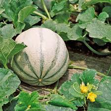 Charentais Melon Seeds for Planting