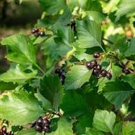 Black Hawthorn Seeds for Planting: Premium Quality Fruit Planting Seeds