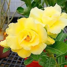 Pale Yellow Adenium Obesum Seeds – Heirloom & NonGMO Desert Rose for Home Gardens
Sale - Evergrowseeds