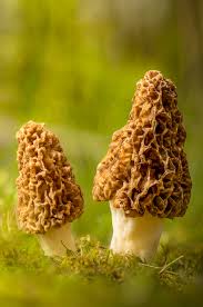 Morchella Esculenta Mushroom Seeds for Planting