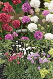 Mixed Joystick Flower seeds for Planting - Low Maintenance, Heirloom & GMO Free Seeds for Home Garden