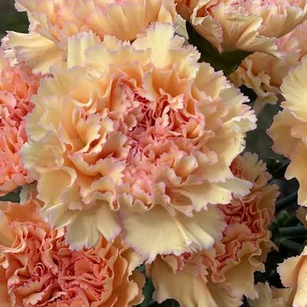 Cream Carnation Flower seeds for Planting Seasonal Bloomer Heirloom & GMO Free Seeds for Home Garden