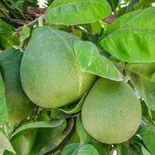 Pomelo Fruit Seeds for Planting - Grow Exotic Citrus Fruit at Home, Sweet & Juicy Pomelo Tree Seeds