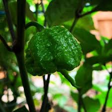 Carolina Reaper Chili Seeds for Planting