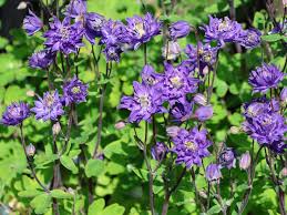 Dark Violet Aquilegia Flower Seeds for Planting Colorful Display Heirloom & GMO Free Seeds for Home Garden
Sale