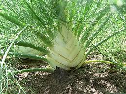 Green and White Florence Vegetable Planting Seeds