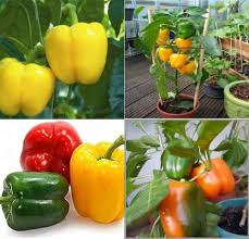 Bell Vegetable Seeds - Perfect for Home Gardening