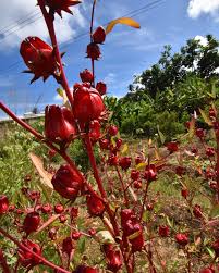 Sorrel Flower Planting Seeds - Grow Fresh Herbs at Home - Evergrowseeds