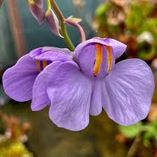 Violet Utricularia Flower Seeds for Planting - Enhance Your Garden with Unique Blooms