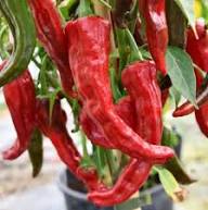 Red Nardello Vegetable Seeds for Home Planting